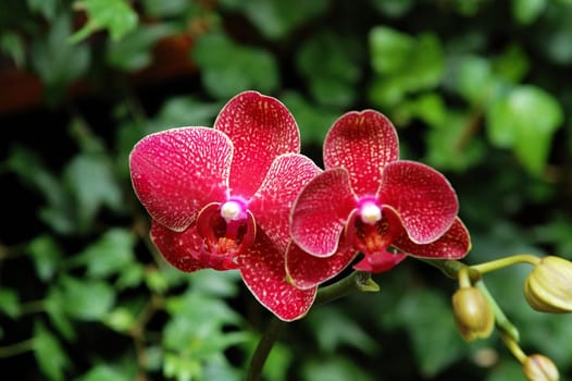 A close up shot of red orchid