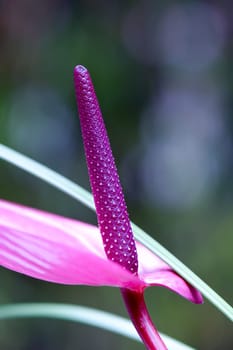 Close up of purple flamingo flower