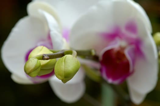 Close up of white orchid and buds