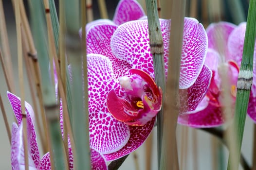 Pink orchid flower with stalks
