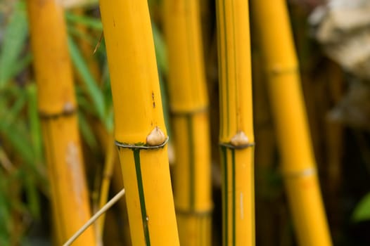 A bundle of yellow bamboo in garden