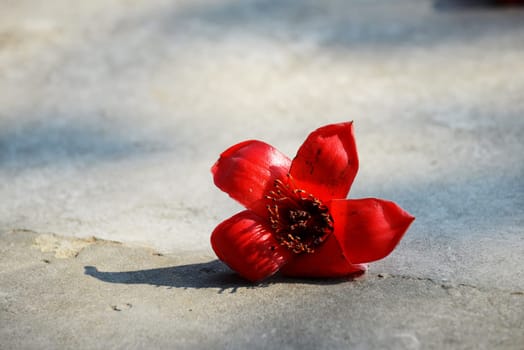 The closeup of crimson kapok flowers