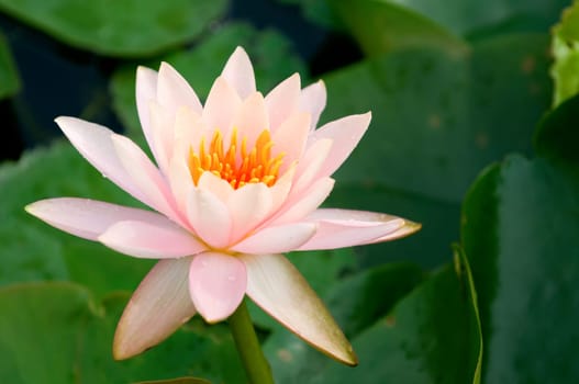 The close up (detail) of pink water lily