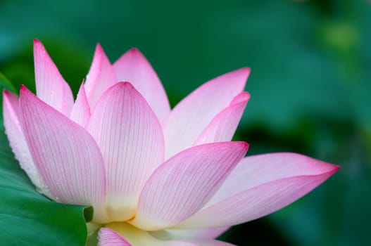 Close up of blooming lotus flower over leaves