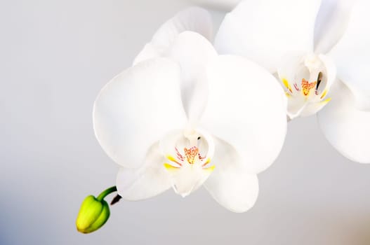 Close up of white orchid