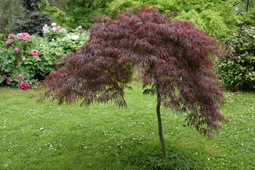 Details of an acer palmatum in a beautifull garden.