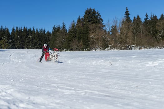 German Championship Sled Dog Race Frauenwald 2015