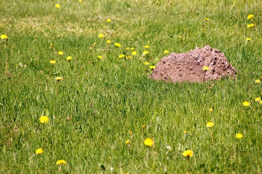 A molehill stands on a flower meadow with dandelions.
