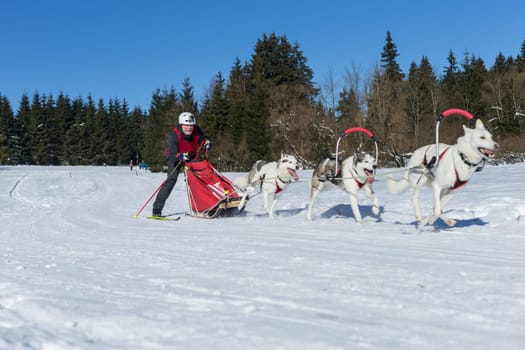 German Championship Sled Dog Race Frauenwald 2015
