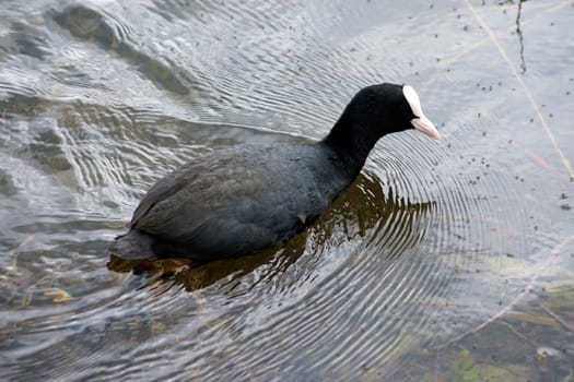 A chicken hunts and searches for mosquitoes on the surface of the water.
