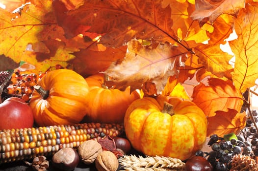 Thanksgiving – pumpkin,apples,nuts,corn and berries in front of brightly lit oak leaves