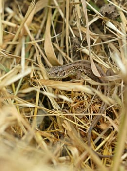 Young fence lizard (Lacerta agilis)