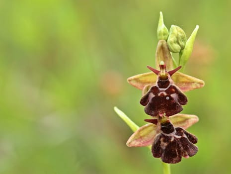 Hybrids between bumblebee and fly ragwort (Ophrys holoserica X Ophrys insectifera or Ophrys x devenensis)