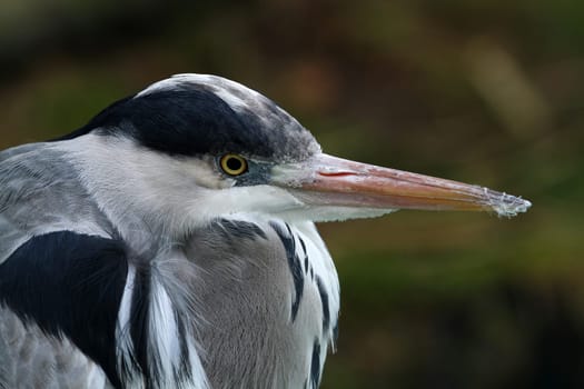 Grey HeronPortrait
