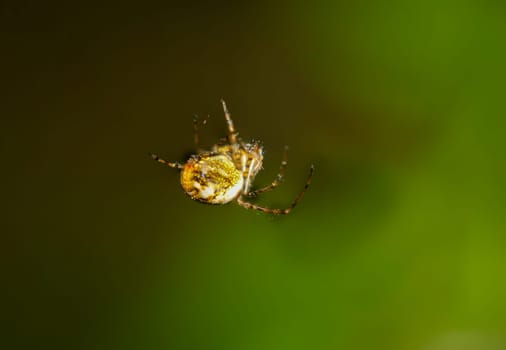 A garden cross spider in its web in the sunlight.