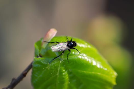 A fly sits on a plant. Close up of a fly.