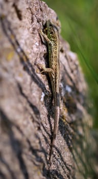 Close-up of a fence lizard in nature. Males are green, females are brown.
