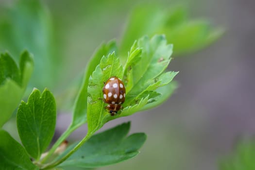 Close up of a ladybug on a plant.