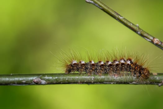 The caterpillar of a goldafter, butterfly on a plant.