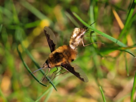 A pair of woolly hummingbirds mating on a blade of grass.