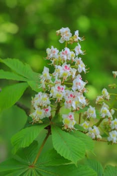 Chestnuts, chestnut blossoms on a tree in spring.