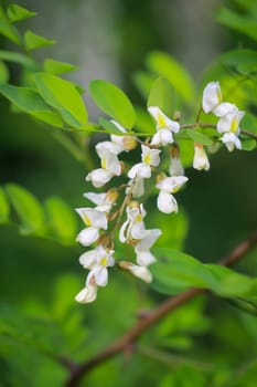 The beautiful white flowers of a black locust tree and its green leaves.