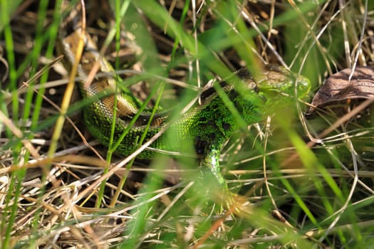 Close-up of a fence lizard in nature. Males are green, females are brown.