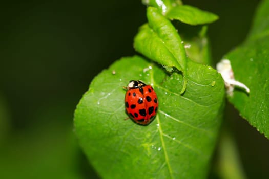 Close up of a ladybug on a plant.
