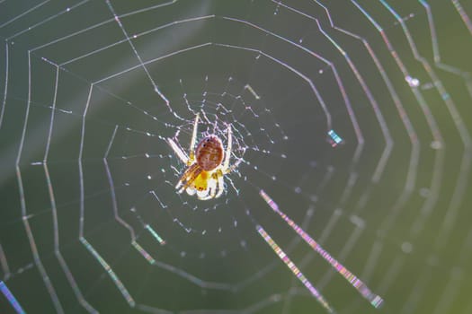 A garden cross spider in its web in the sunlight.