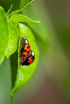 Two ladybugs sitting on a plant while mating.