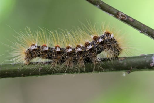 The caterpillar of a goldafter, butterfly on a plant.