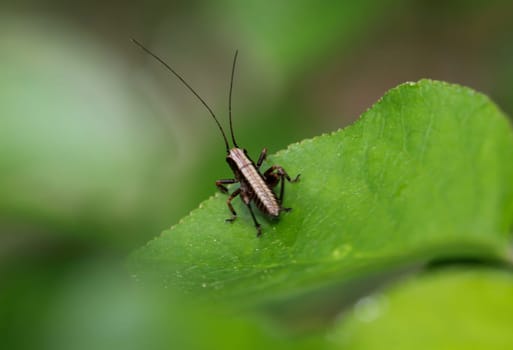 Common shrub grasshopper on the leaf of a bush.