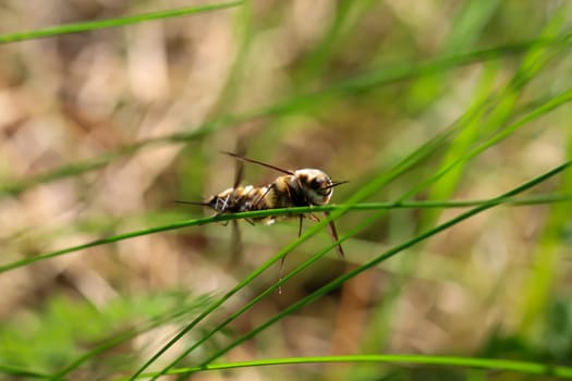 A pair of woolly hummingbirds mating on a blade of grass.