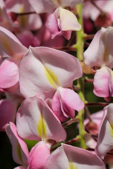 Close-up, portrait of the beautiful blossoms of the blue rain.