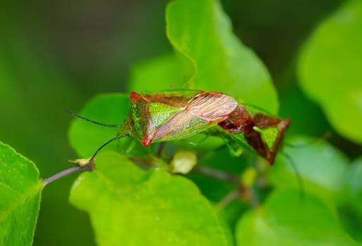 Close up of two trefoil spiny bugs mating.