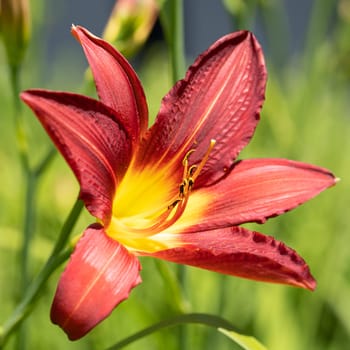 Day lily (Hemerocallis), close up of the flower head