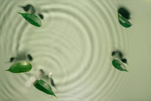 Small leaves of Ficus Benjamin lie on rippled transparent fresh green exhilarant water gel with flecks, waves, shadow. Concentric expanding circles on surface from fallen drop. health care. copy space