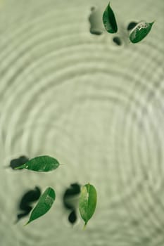Small leaves of Ficus Benjamin lie on rippled transparent fresh green water gel with flecks, waves, shadow. Concentric expanding circles on surface from fallen drop. health care. copy space. Vertical