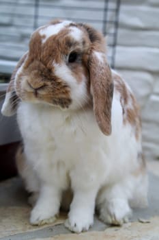 Close-up of a small dwarf rabbit, a ram.