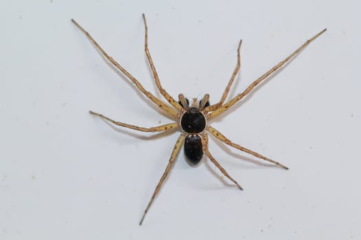 A bicolor flat streamer Philodromus dispar on a white background.