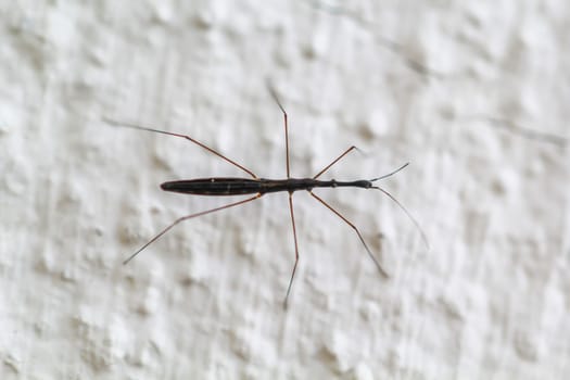 A Common Pond Skater on a wall. Imago stage.