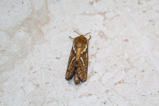 Side view of a small hop rootworm on a wall.
