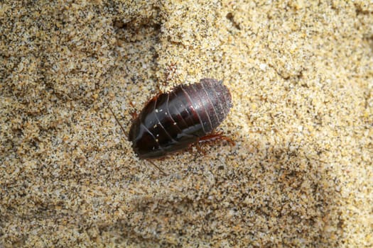 Close up of cockroach-like insect in sand.