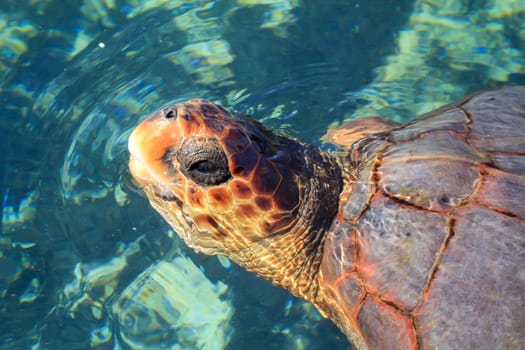 Portrait of a sea turtle. Unfortunately, still endangered animals.