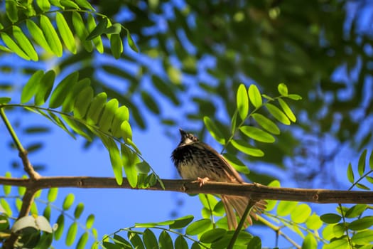 Portrait of a Canary Pipit, Anthus berthelotii, a songbird of the stilt and gaffer.