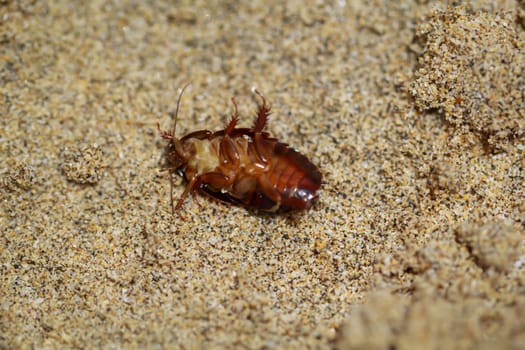 Close up of cockroach-like insect in sand.