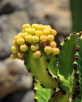 Detail of a cactus in the desert region.