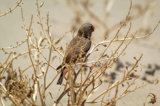 A desert bullfinch or desert trumpeter, Bucanetes githagineus in search of grub.