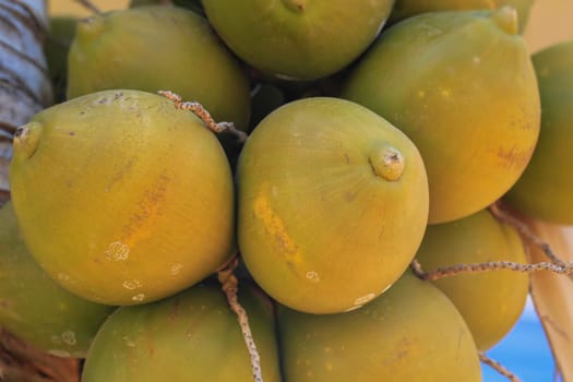 Still green unripe coconuts on a palm tree.