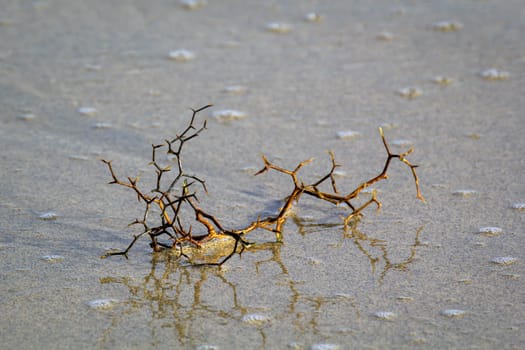 A thorny branch is washed up by the waves of the sea.